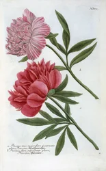 Paeonia från Johann Wilhelm Weinmanns Phytanthoza Iconographia, 1737 (handkolorerad gravyr)